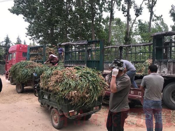 郑州万邦大蒜最新价格